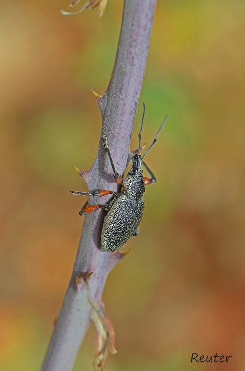 Rüsselkäfer (Otiorhynchus cardiniger)
